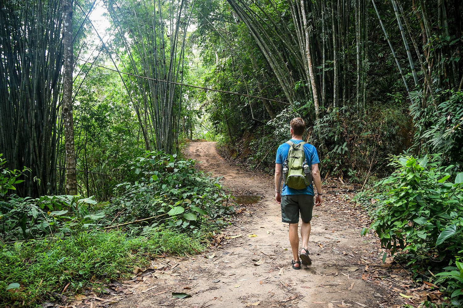 Khao Sok National Park Travel Guide Hiking Bamboo Forest