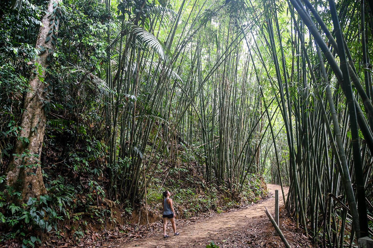 Khao Sok National Park Travel Guide Hiking Bamboo Forest