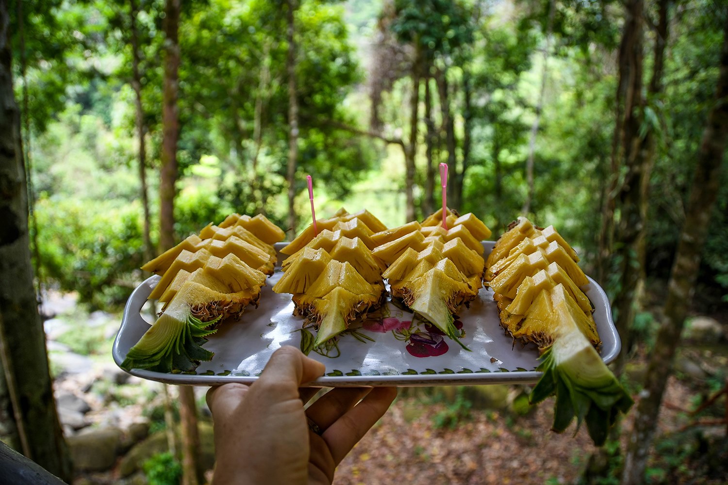 Khao Sok National Park Travel Guide Hiking Fresh Pineapple