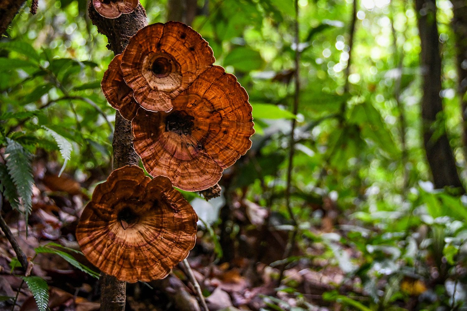 Khao Sok National Park Travel Guide Trumpet Mushrooms