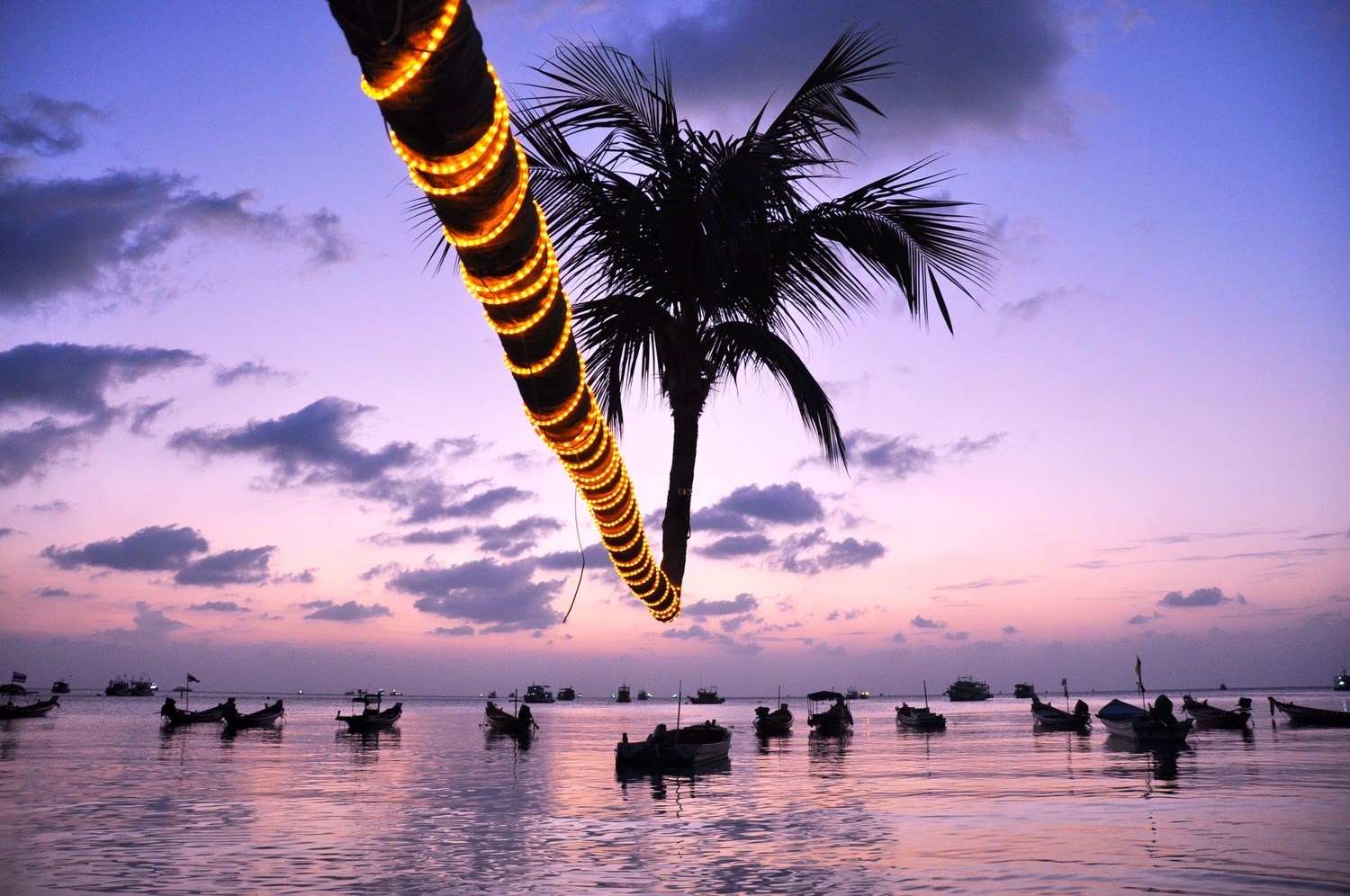 Koh Tao Sairee Beach Palm Tree Choose Dive School