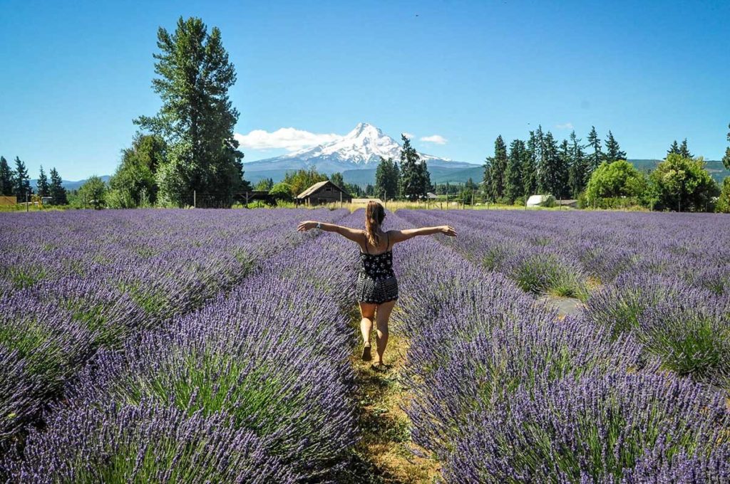 Lavender Field Mount Hood Oregon Katie