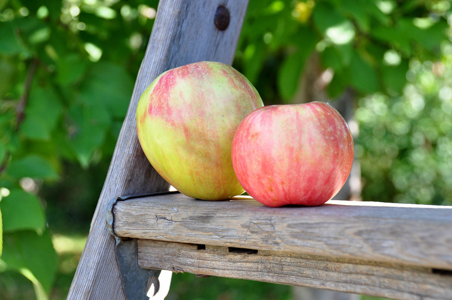 Minnesota Apple Orchard