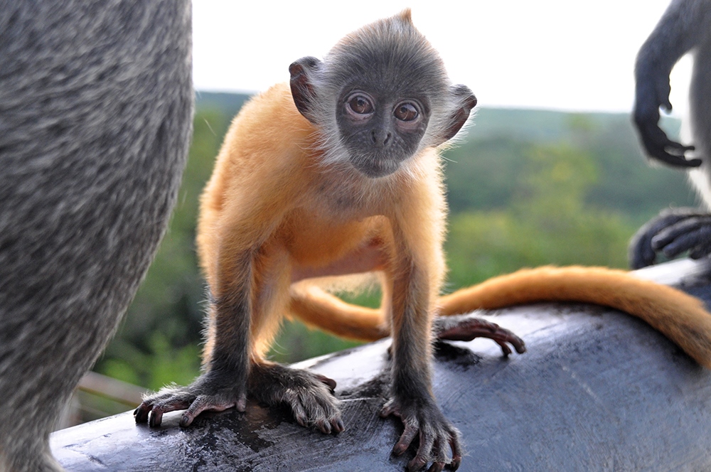 Monkey Hill Kuala Lumpur