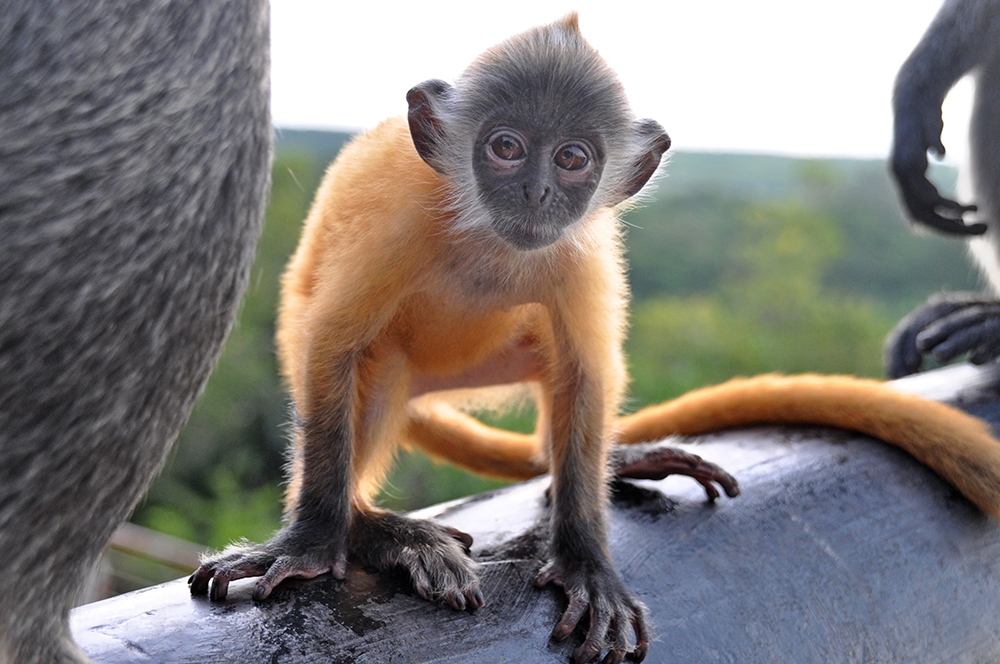 Monkey Hill Kuala Lumpur