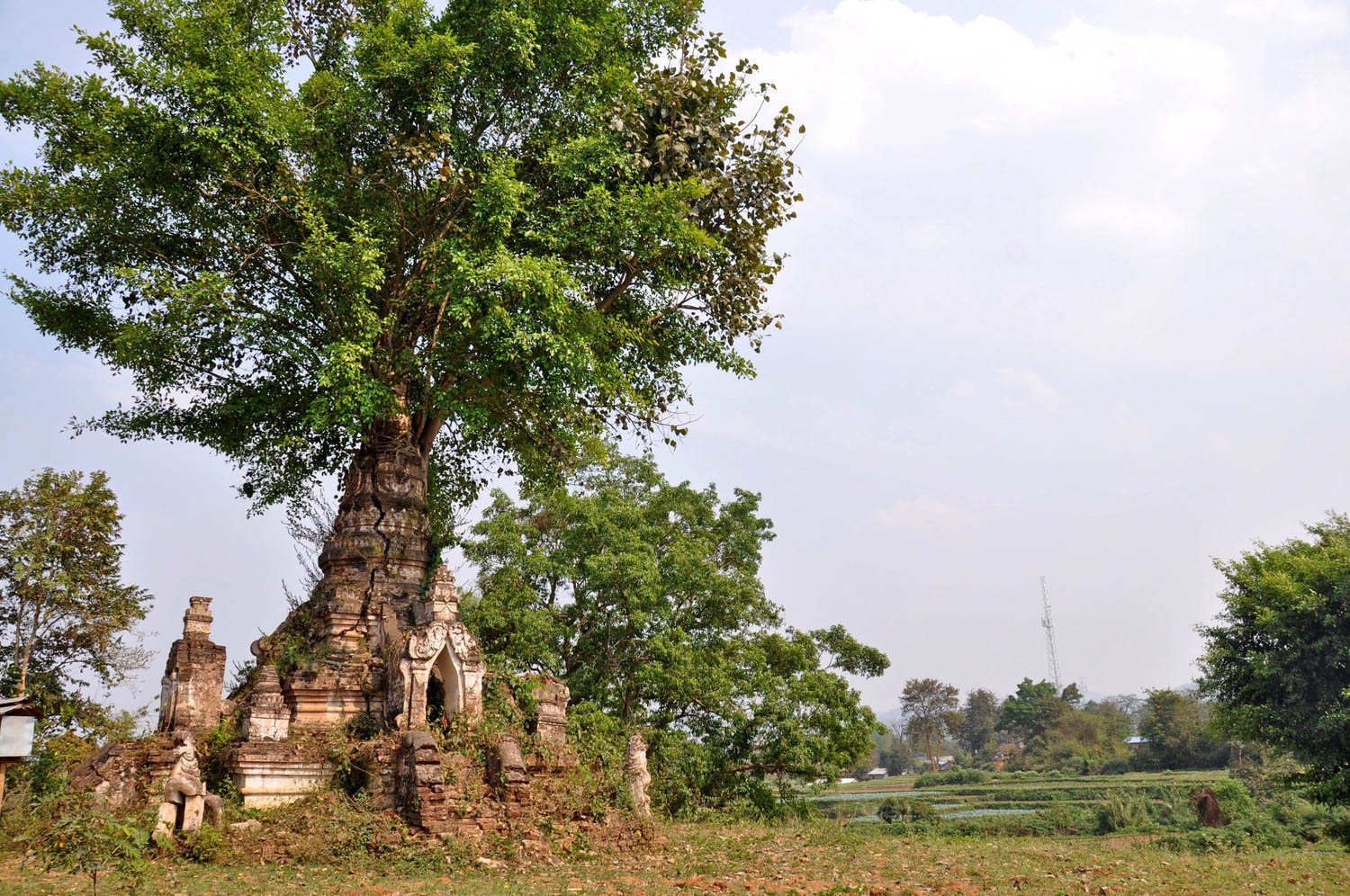 Myanmar pagoda tree