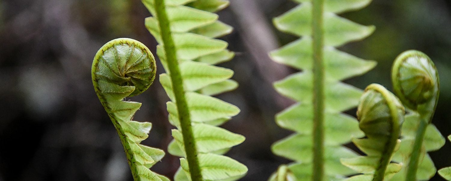 New Zealand Travel Guide Spiral Koru Ferns