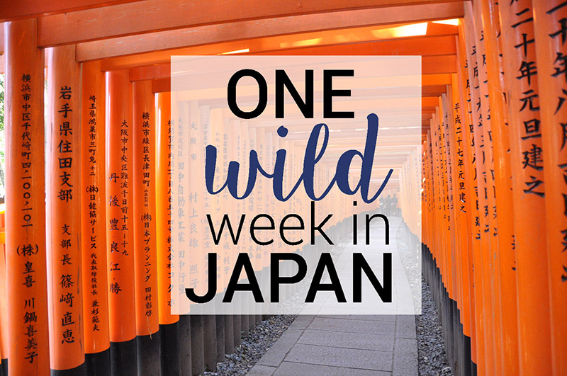 One Wild Week in Japan Orange Gates