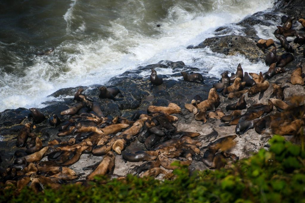 Oregon+Coast+Road+Trip+_+Sea+Lion+Cave+Florence-2