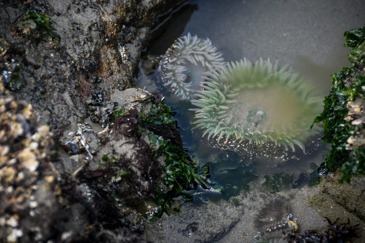 If you want to check out cool marine creatures in tide pools (like this one!), be sure to pay attention to the tide tables.