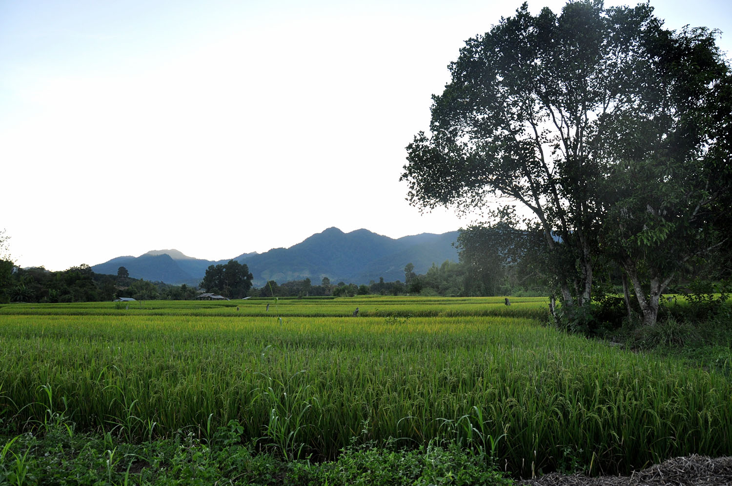 Pai Thailand Rice Field