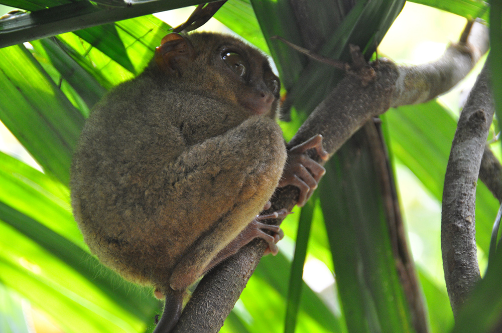 Philippines Tarsier Sanctuary