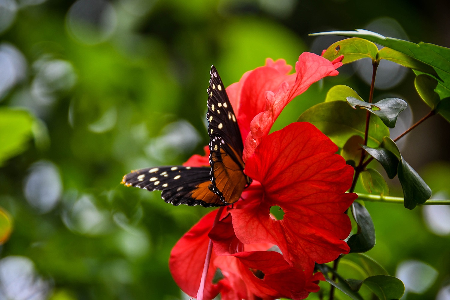 Rancho Mastatal Sustainable Lodge Butterfly on Red Flower