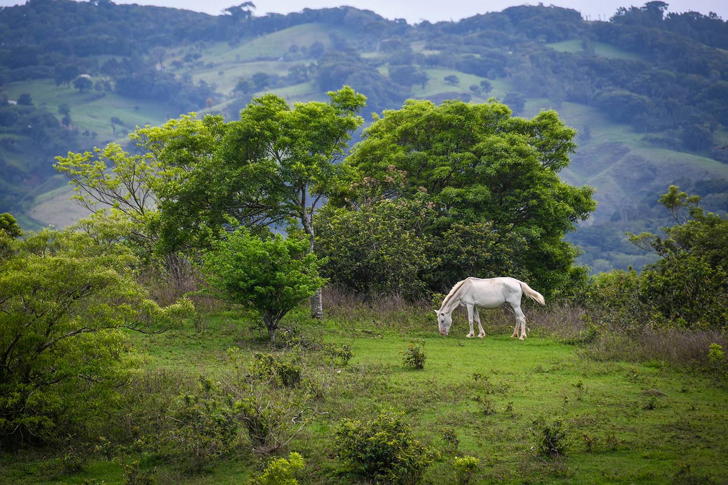 Renting a Car in Costa Rica White Horse in Field