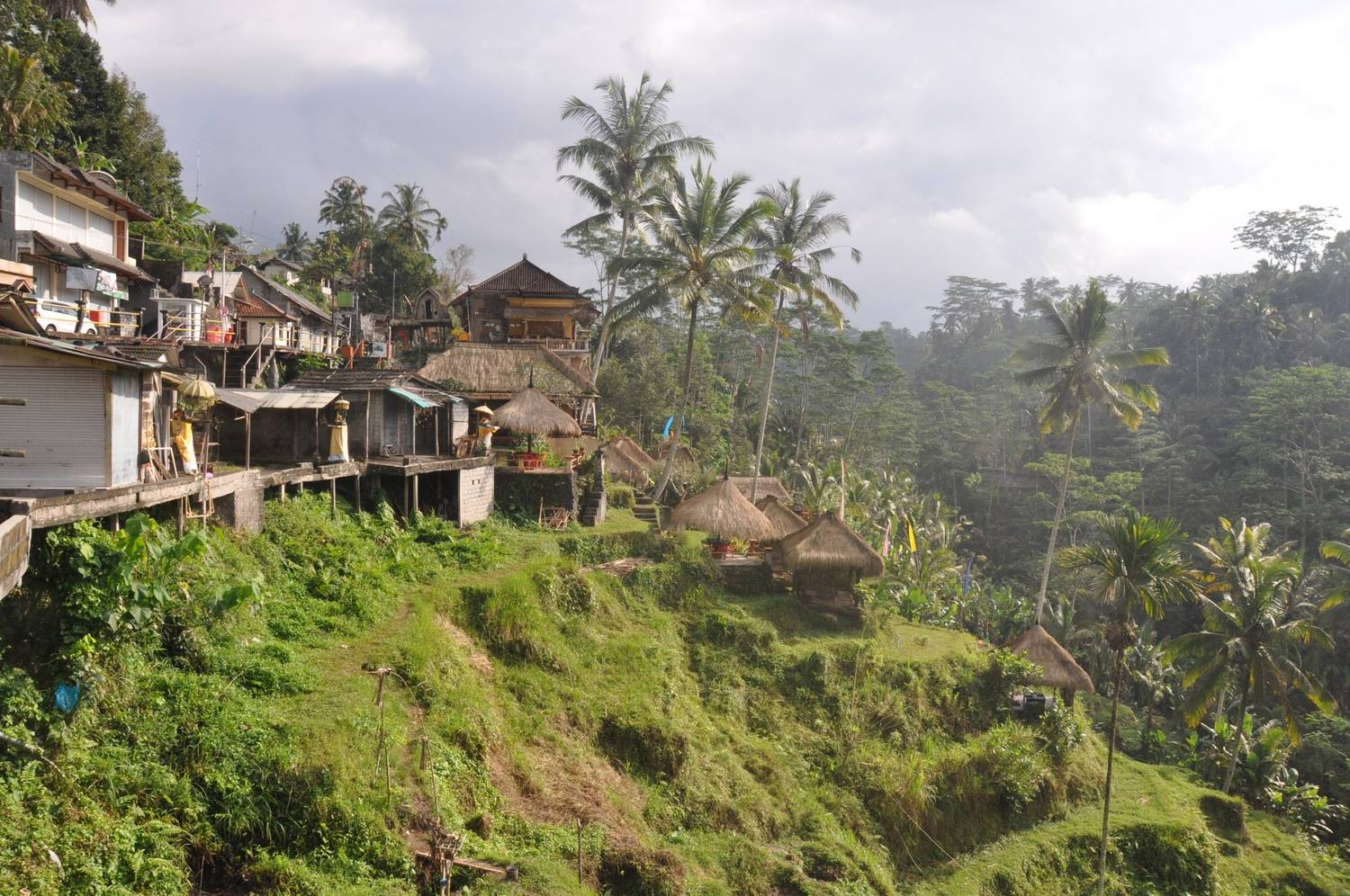 Rice Terraces Bali