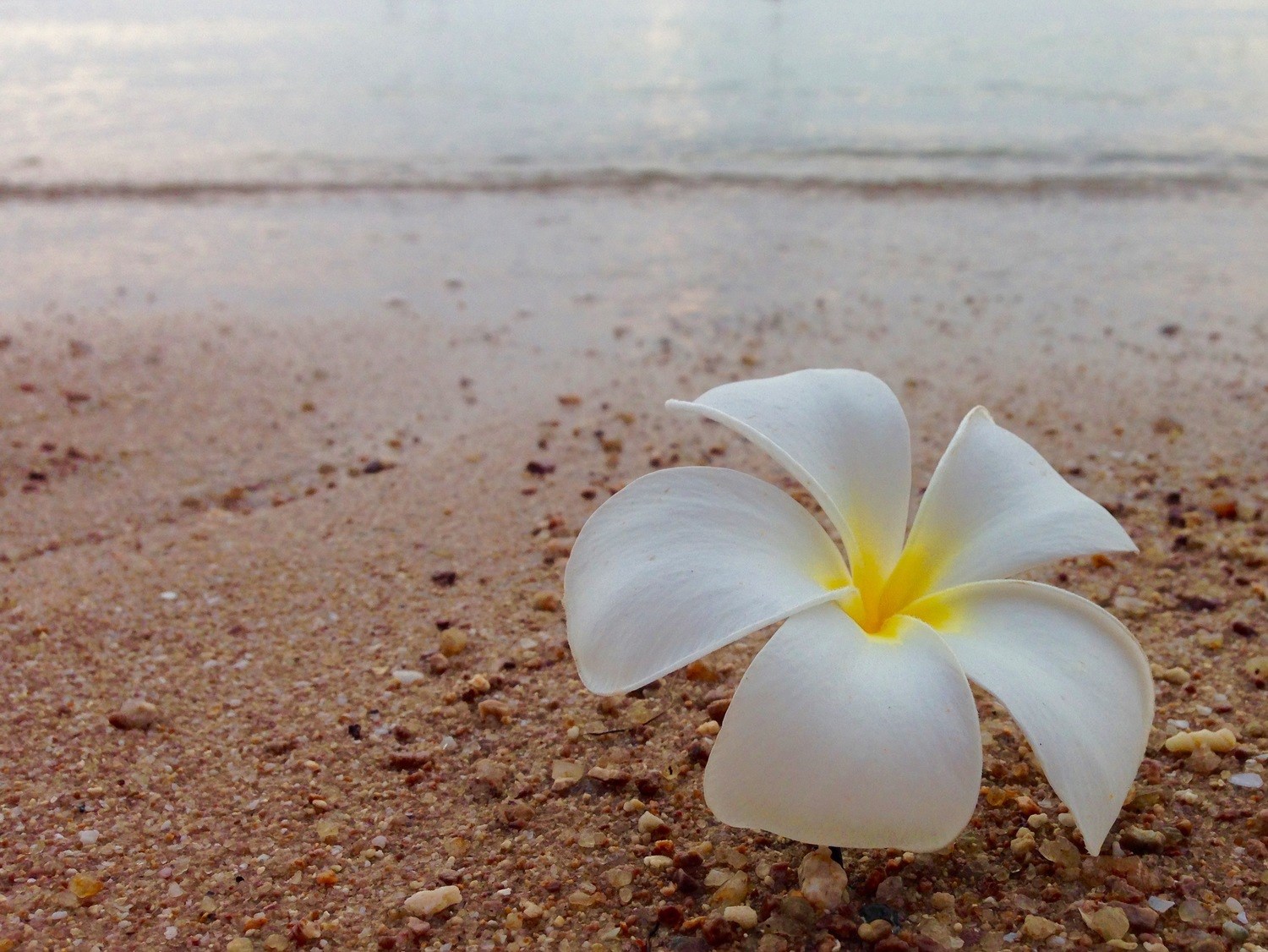 Sairee Beach Koh Tao Flower Choose Dive School