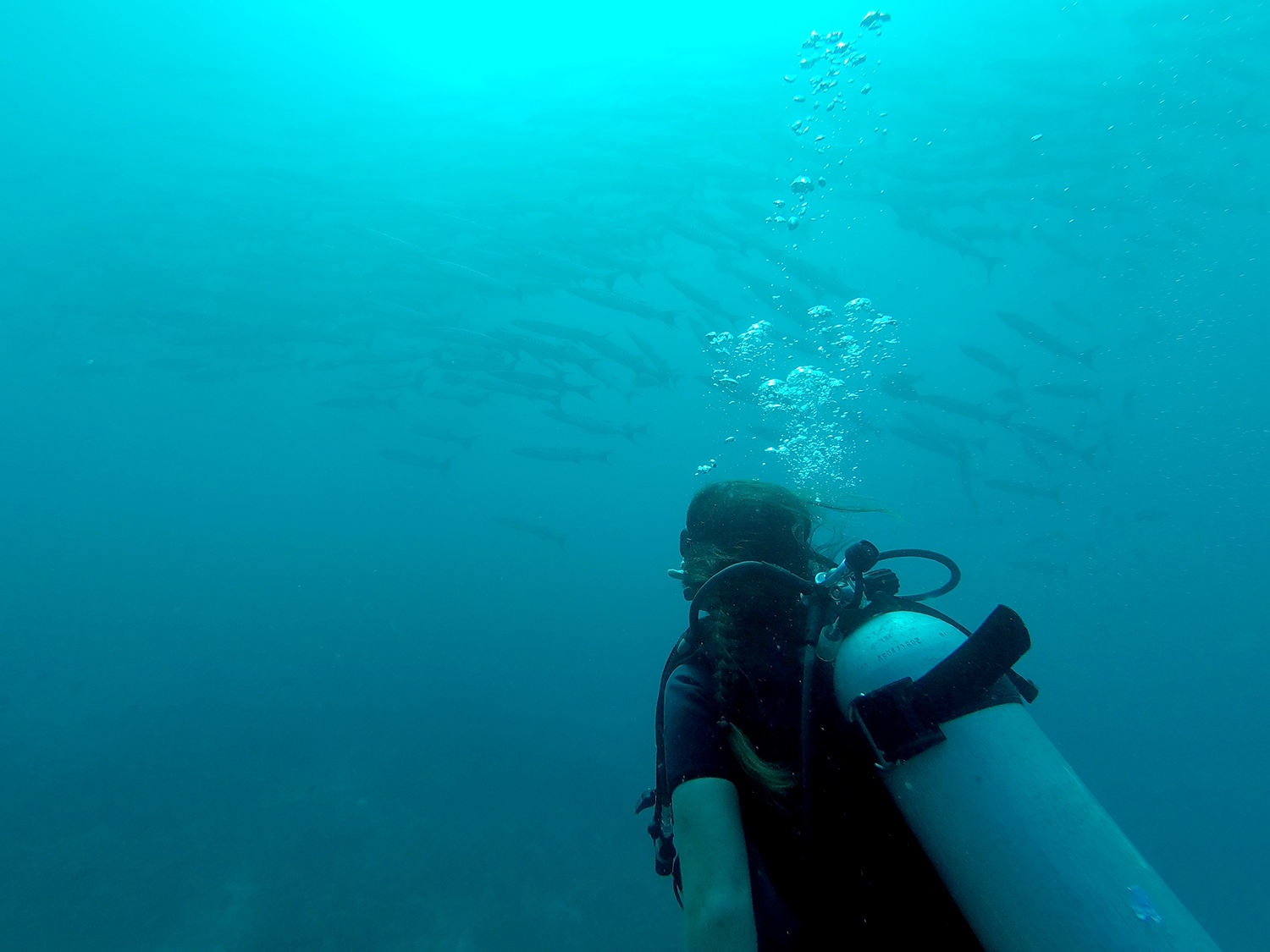 Similan Islands Liveaboard Wicked Diving Thailand Barracuda Fish