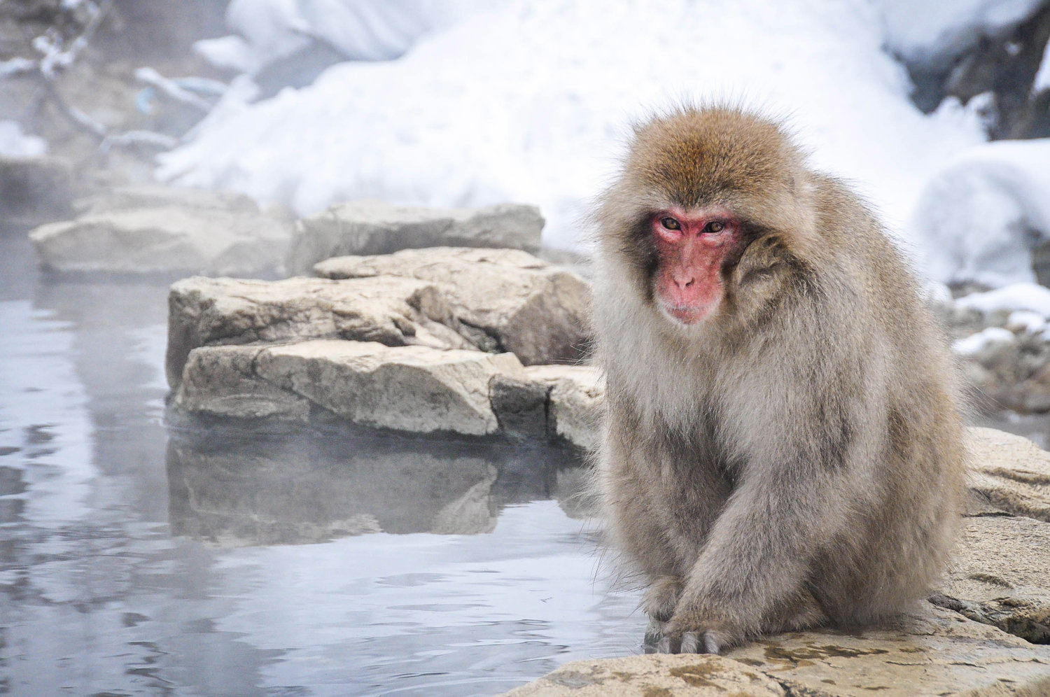 Snow Monkey Nagano Japan First timer guide