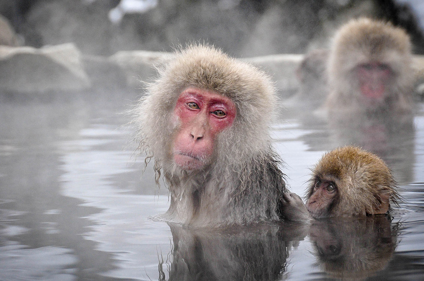 Snow Monkeys in Japan First timers Guide