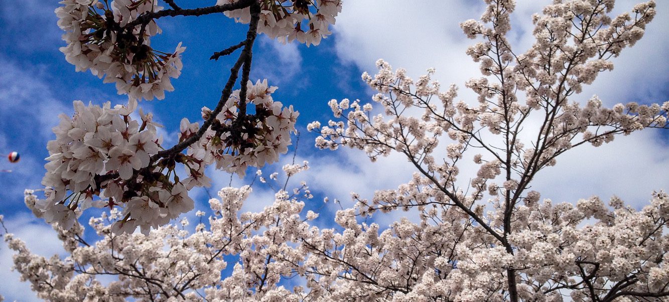 South Korea Travel Guide: Cherry Blossoms