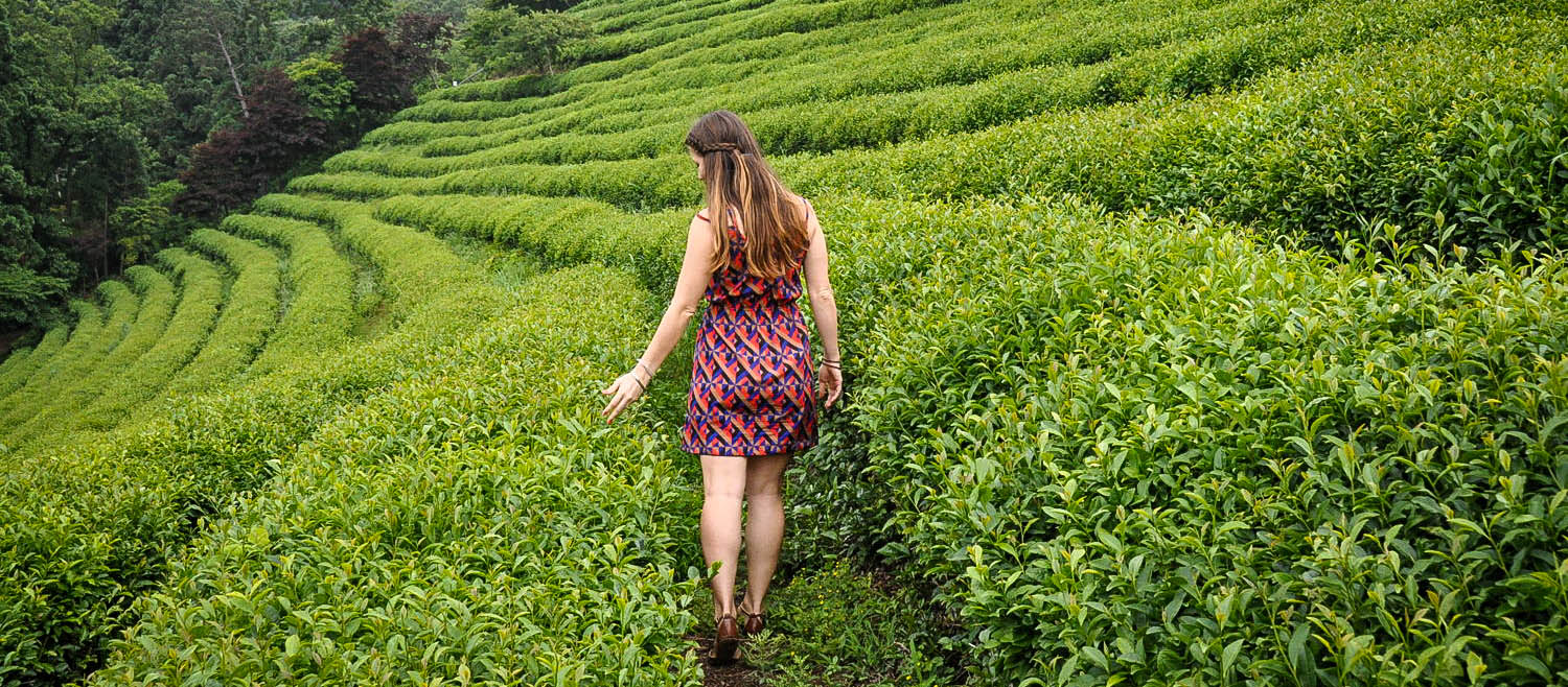 South Korea Travel Guide: Green Tea Fields