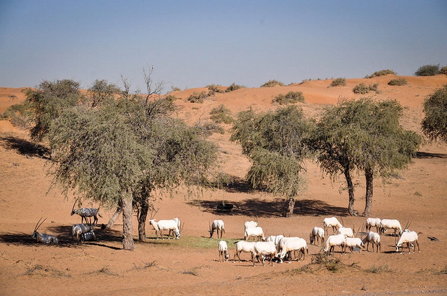 Sustainable Tourism Ras Al Khaimah UAE