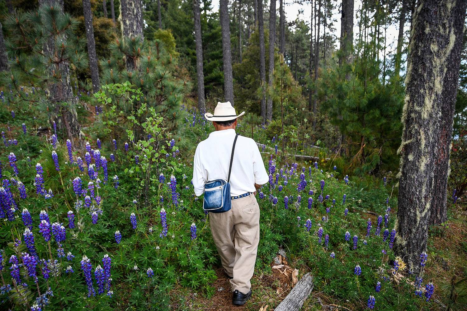 Things to Do in Mexico Sierra Norte Mountains