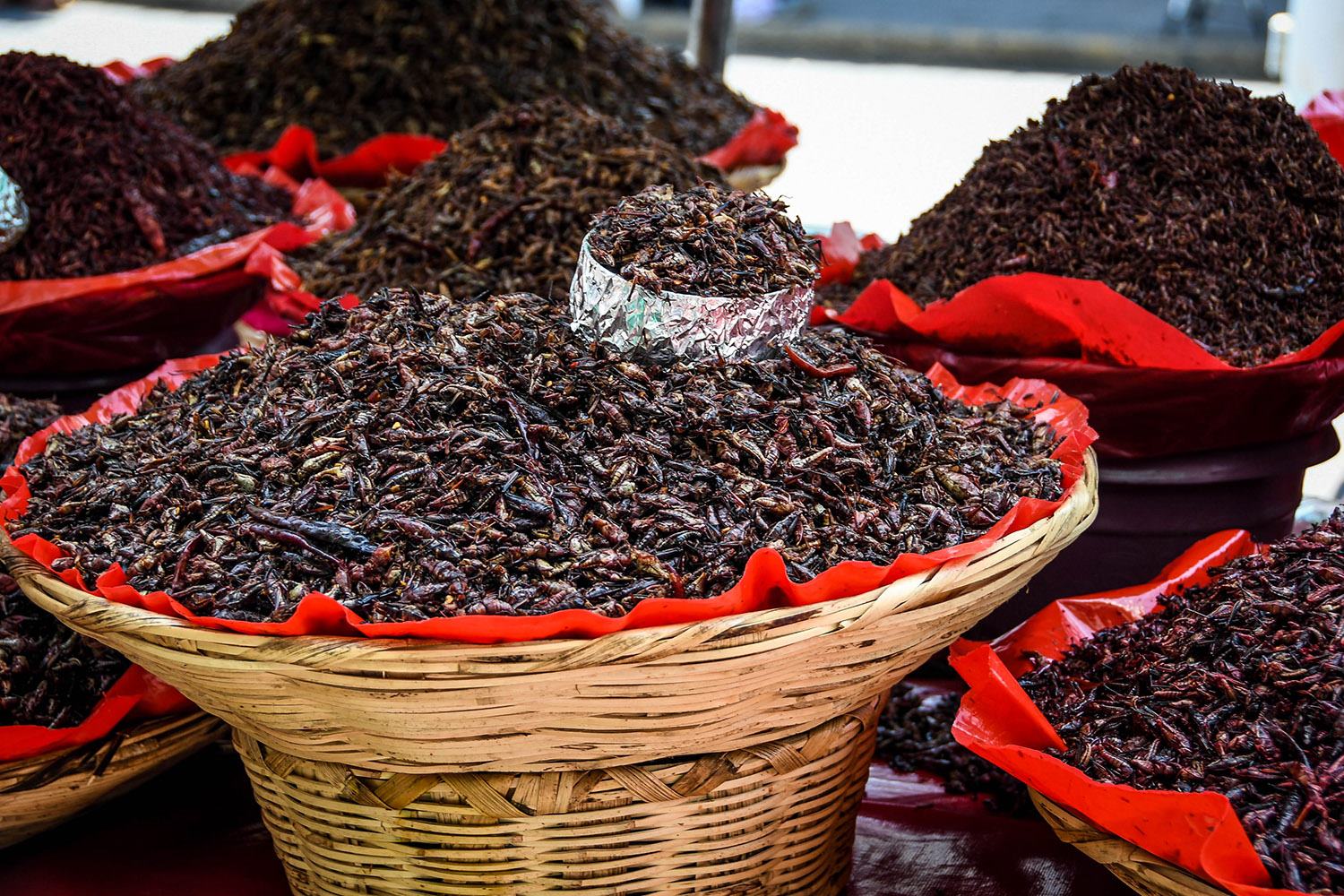 Things to Do in Oaxaca Mexican Food Chapulines Grasshoppers