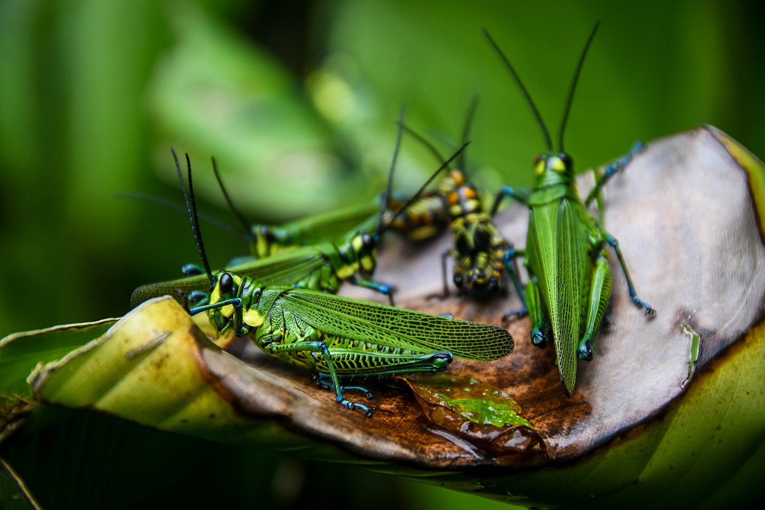 Things to do in Arenal Costa Rica Rio Celeste Grasshoppers
