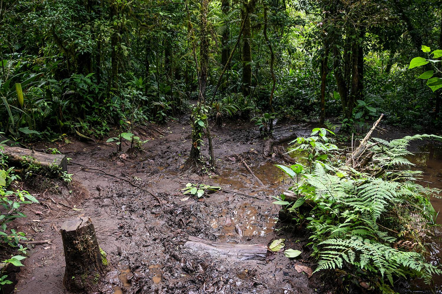 Things+to+do+in+Arenal+Costa+Rica+Rio+Celeste+Muddy+Path.jpg