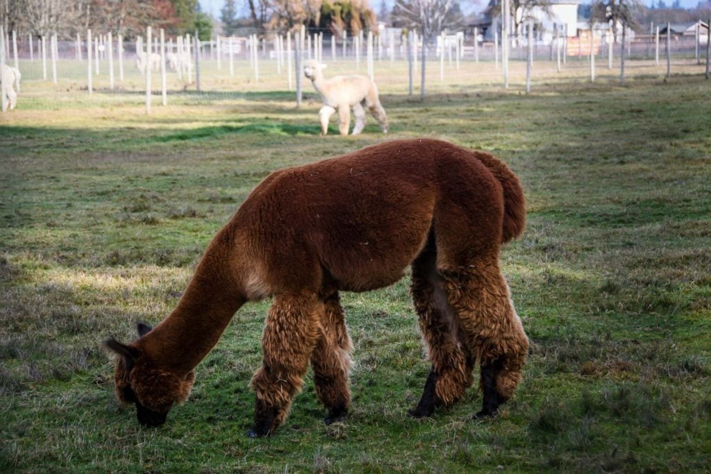 Things+to+Do+in+Portland+Oregon+Alpaca+Farm