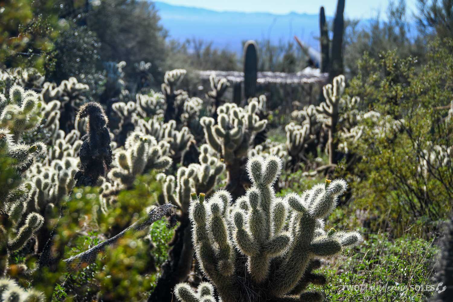 Things to Do in Tucson Arizona-Sonora Desert Museum