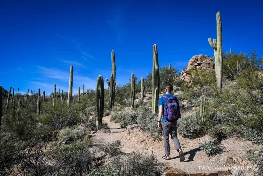 Things do to in Tucson Saguaro National Park