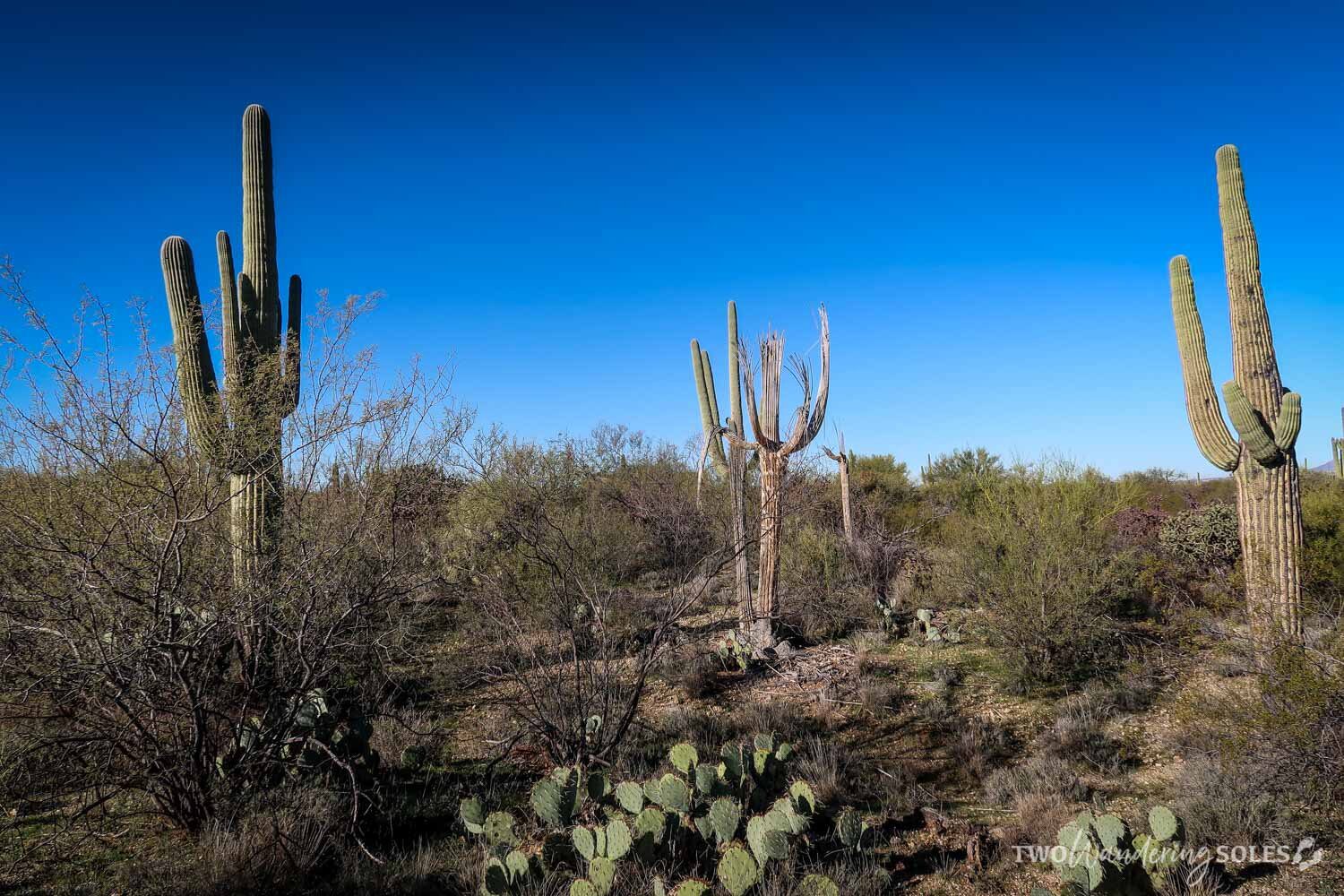 Things to Do in Tucson Saguaro National Park