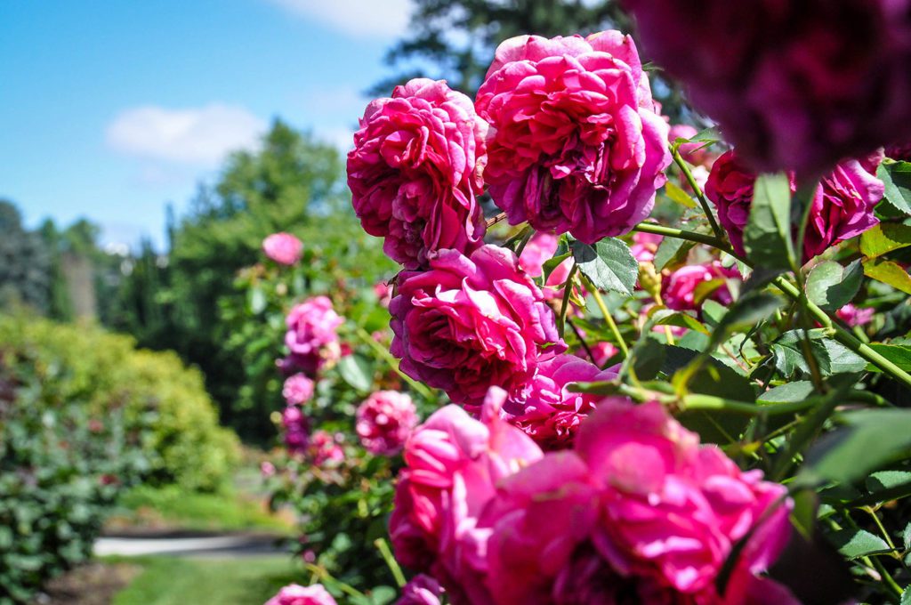 Things+to+do+in+Portland+Oregon+Rose+Garden
