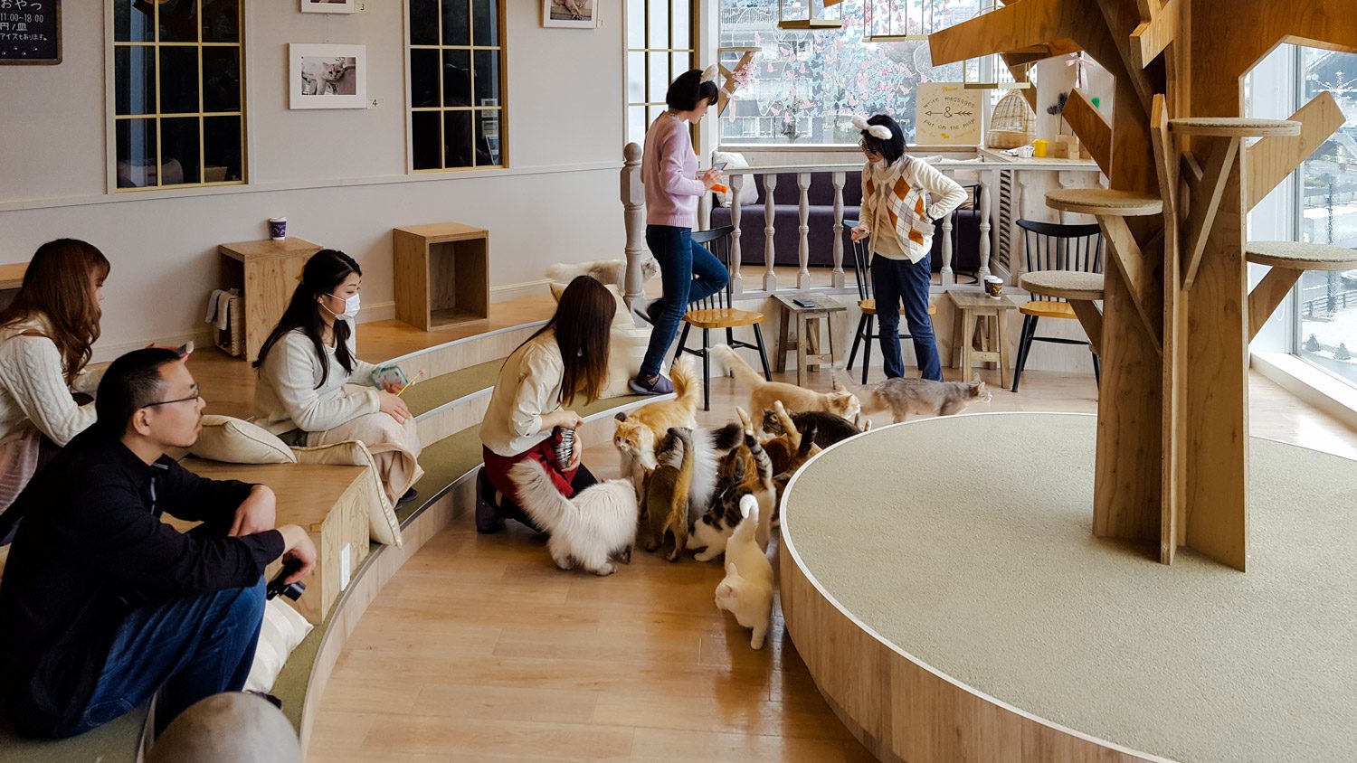 Things to do in Tokyo Cat Cafe MoCHA