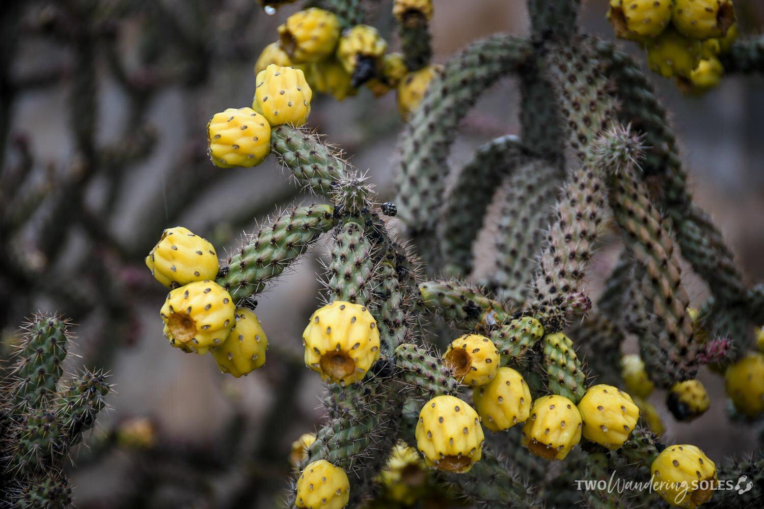 Things to do in Tucson Cactus Fruit