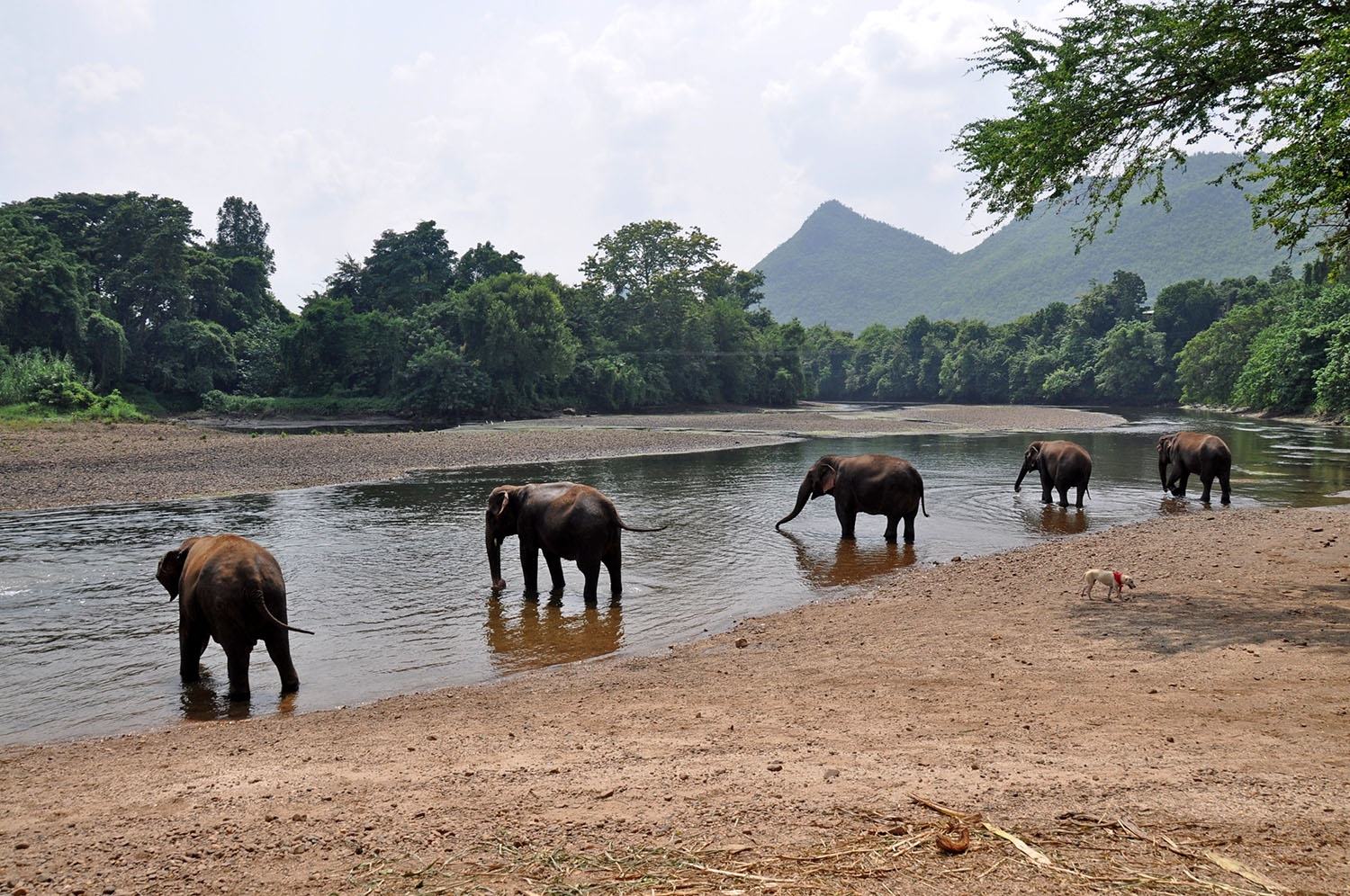 If you want to see elephants in Thailand, consider visiting an elephant rehabilitation center likeElephants WorldorElephant Nature Park .