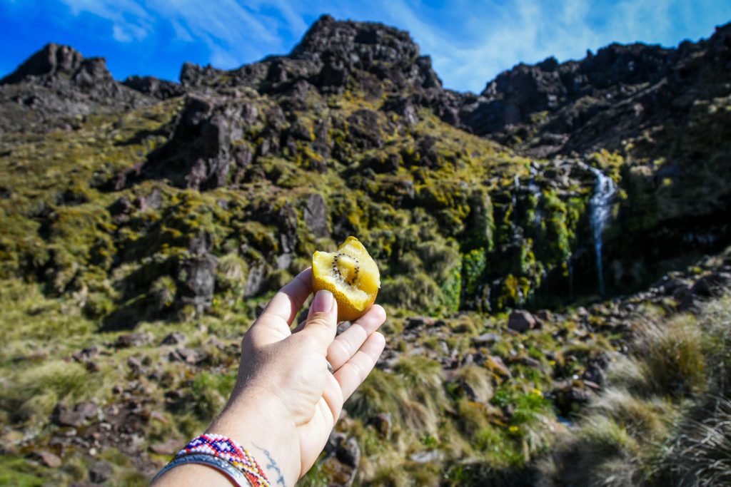 Golden kiwi New Zealand food
