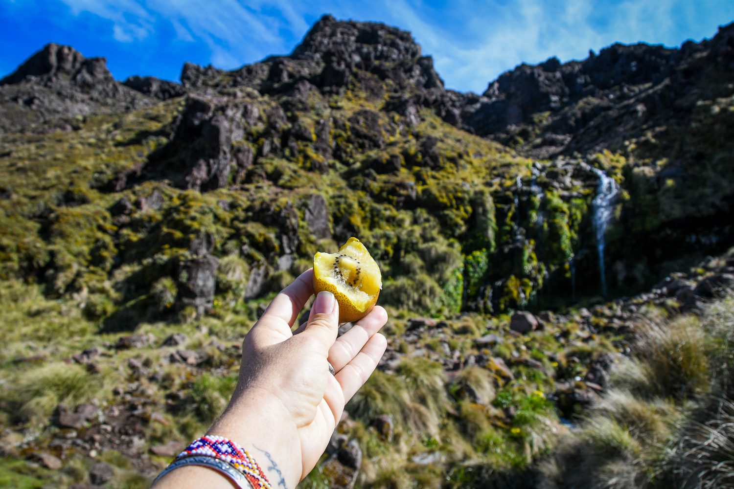 Top Things to Do in New Zealand Eat a Golden Kiwi