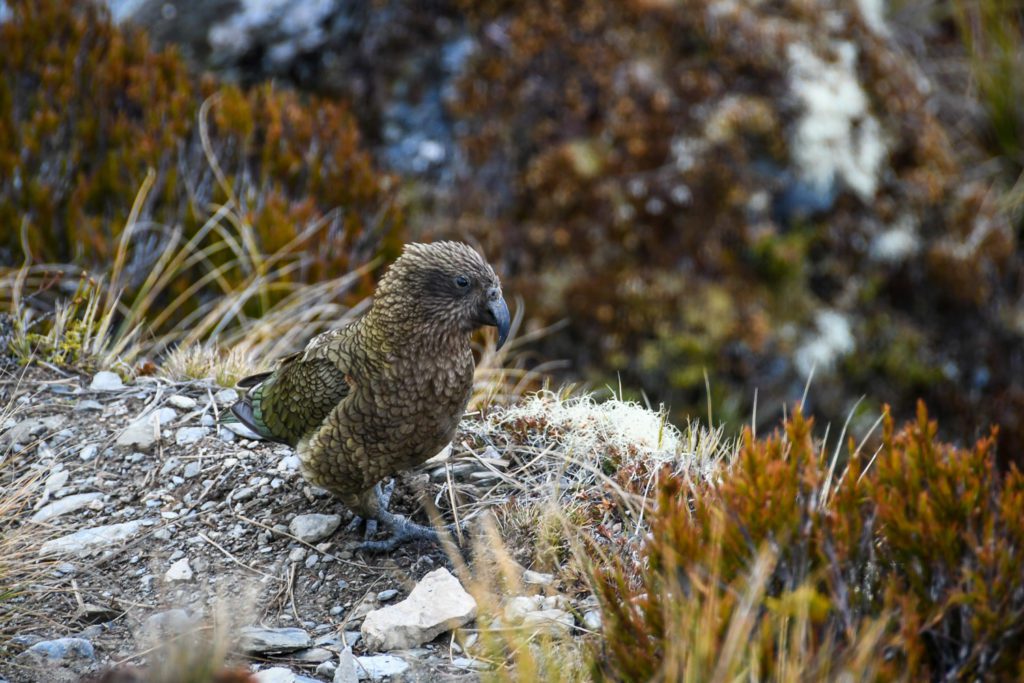 Top+Things+to+Do+in+New+Zealand+See+a+Kea+Alpine+Parrot