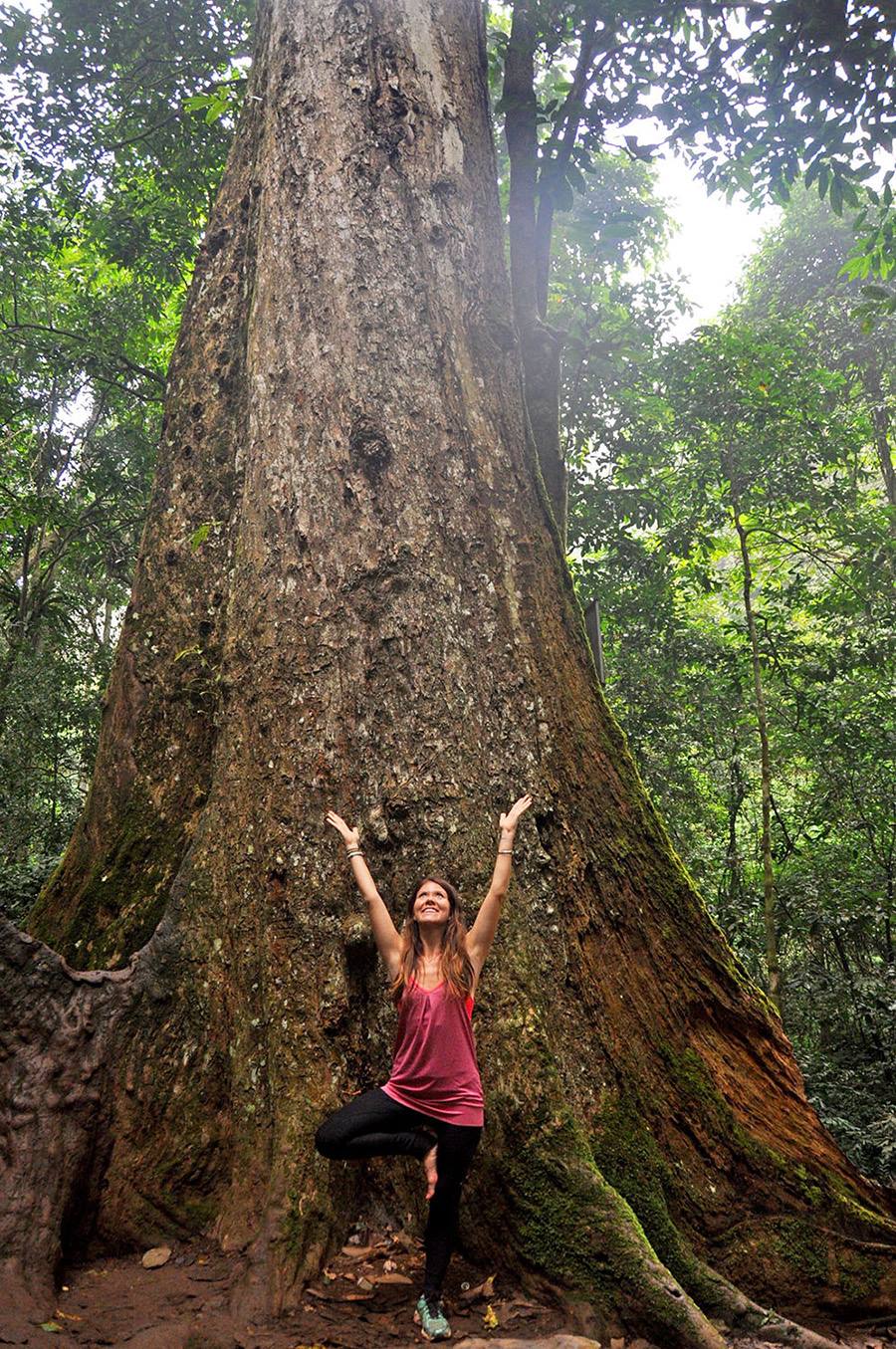 Tree Pose for 1000 year old tree Cuc Phuong Park Vietnam
