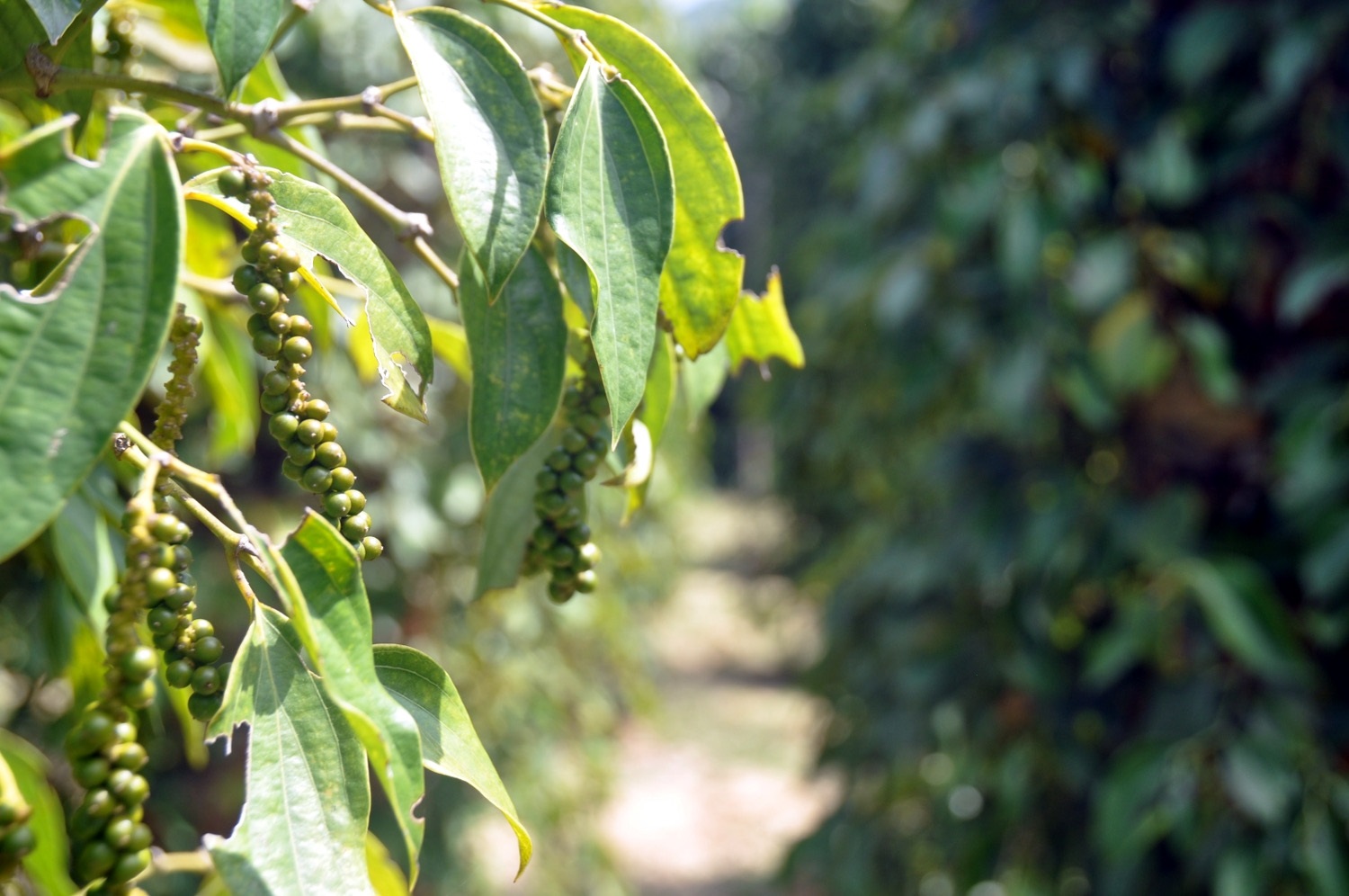 Two Weeks in Cambodia Itinerary Kampot Peppercorn