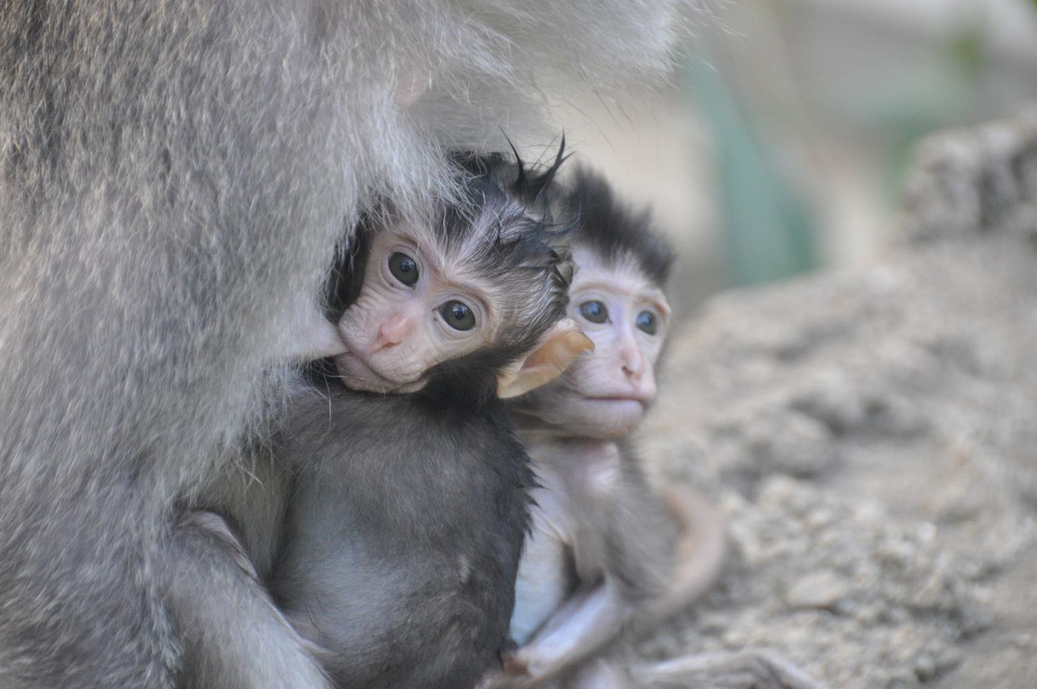 Ubud Monkey Forest