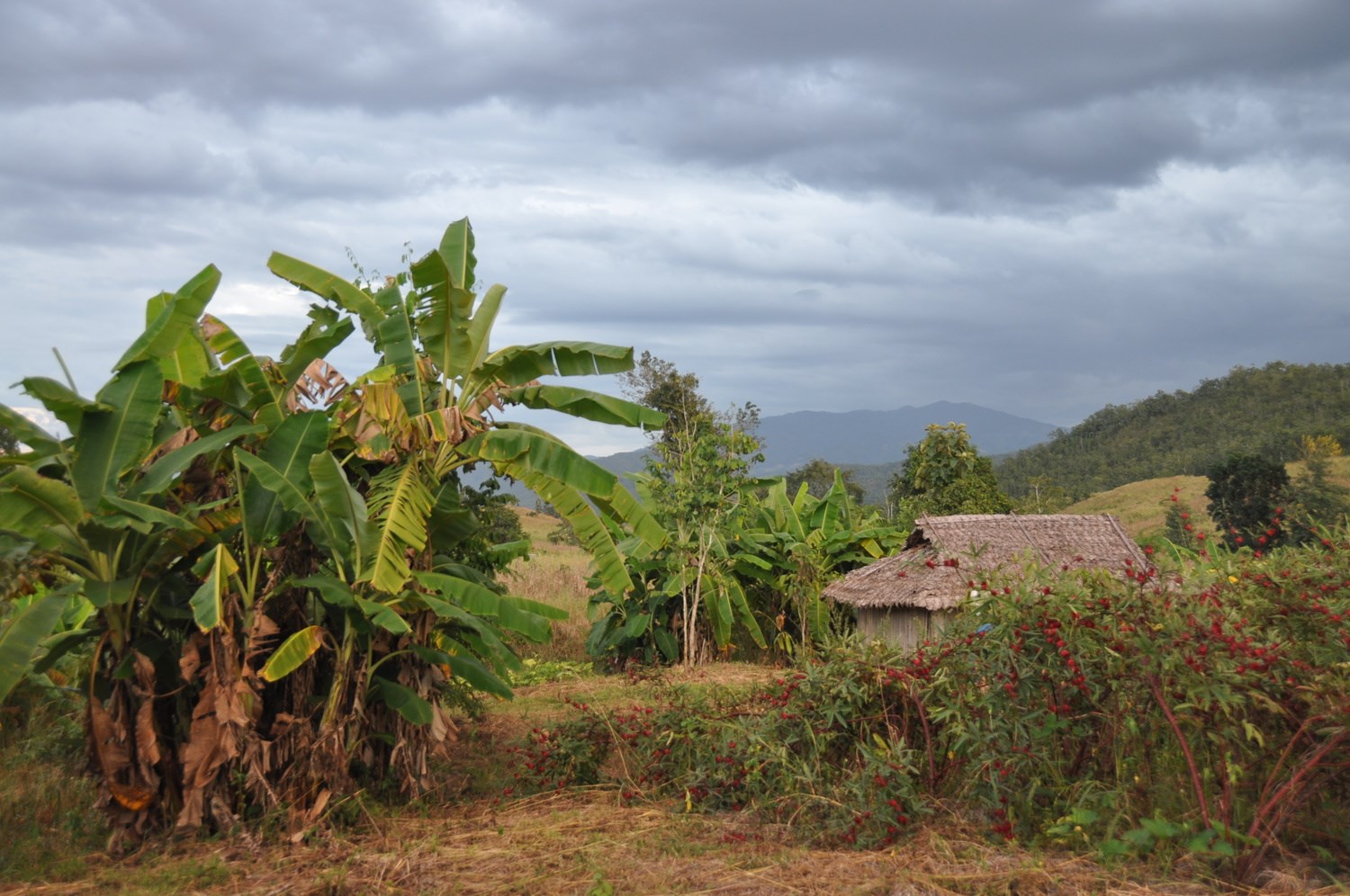 Volunteer Organic Farm Complete Guide to Pai, Thailand