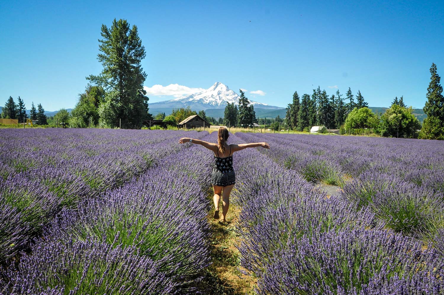We found this stunning lavender field with views of Mount Hood by spontaneously following a handwritten sign on the side of the road that said “Lavender Field 5 miles”!