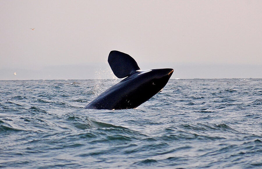 Whale watching wasn’t a cheap activity, but being that it was a dream of ours and we were in a place so well-known for it, we knew we’ dregret passing it up. So we splurged and saved money by passing on other (non bucket list) activities.