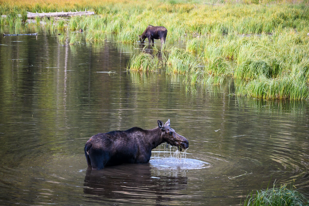 Moose spotting in Grand Teton National Park