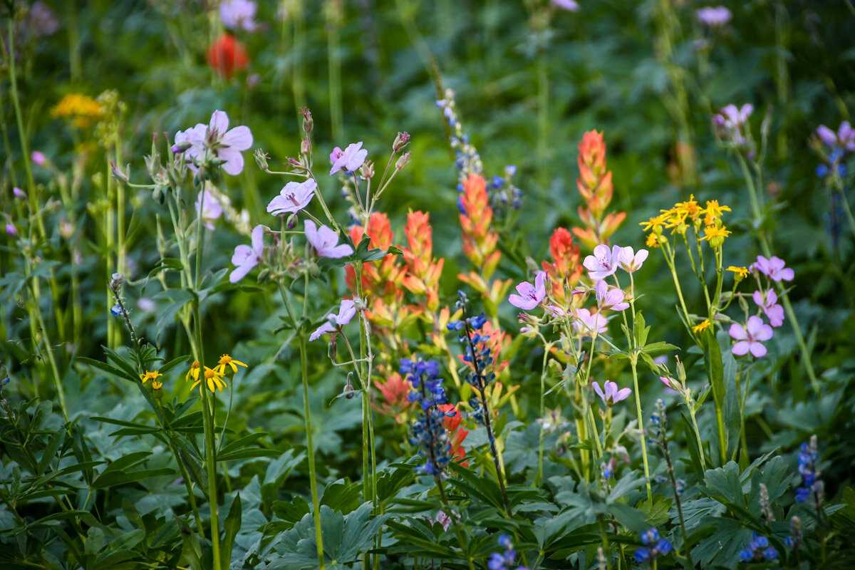 Things to do in Grand Teton National Park | Wildflowers