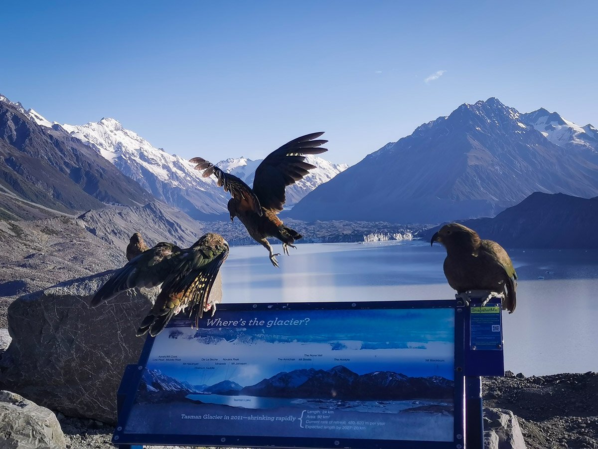 Spotting Kea in New Zealand